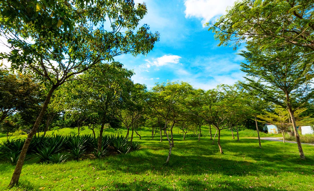 2Lawn Lots -One Lotter -VOP